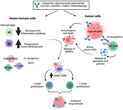 Immunotherapies inducing immunogenic cell death in cancer: insight of the innate immune system